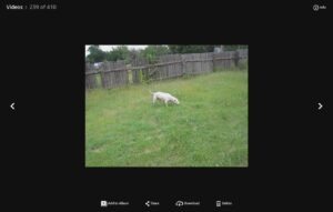 Amazon video Player playing old video.